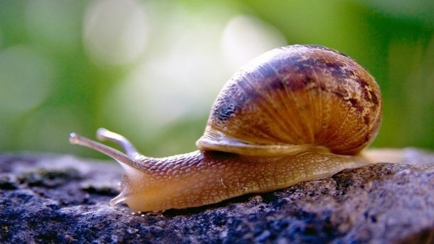 آگهی‌های جالب و قیمت‌های نجومی برای خرید حلزون