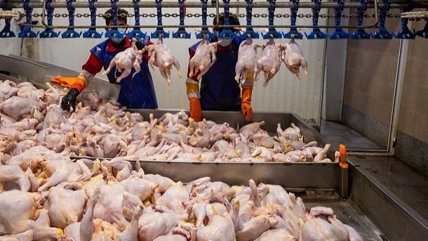 قیمت های عجیب گوشت مرغ در بازار