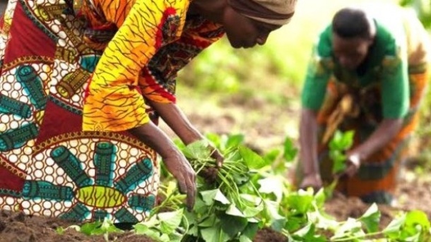 سود کشاورزی ایران از بازار آفریقا