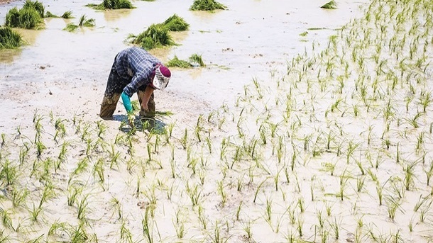 کاشت غیرقانونی برنج در 22 استان کشور