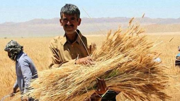 پرداخت مطالبات گندمکاران تا هفته آینده