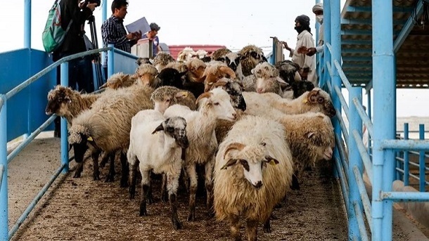 قیمت دام زنده سر به فلک کشید + جدول قیمت