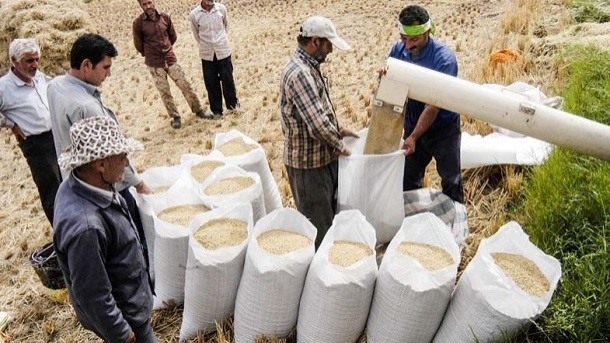 خرید برنج مازاد کشاورزان از امروز آغاز میشود
