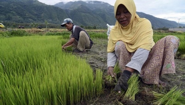 کاهش شدید تولید برنج در جهان بر اثر تغییرات اقلیمی