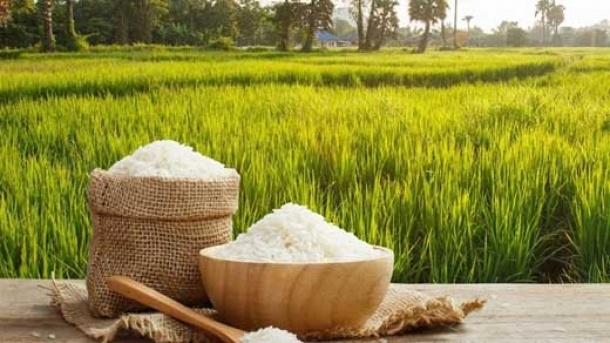 واردات بیش از اندازه، برنج های ایرانی را روی دست فروشندگان گذاشت