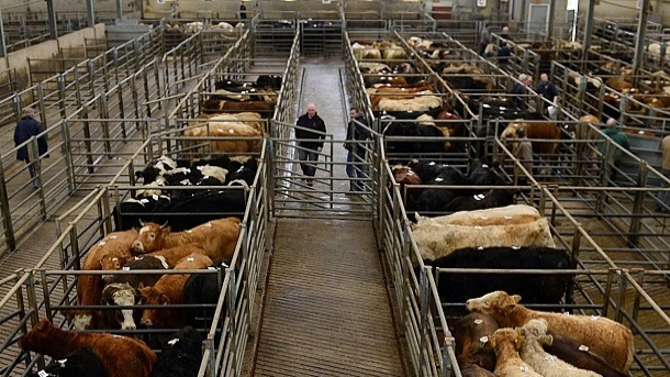 قیمت جدید دام زنده در کشور 1402/05/10