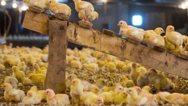 مجوز افزایش 30 درصدی جوجه ریزی صادر شد