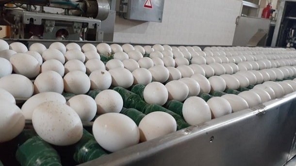 قیمت تخم مرغ همچنان کمتر از نرخ مصوب