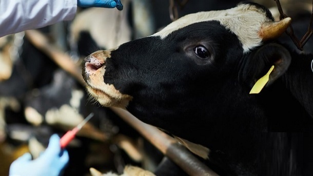 قیمت دام زنده در سراسر کشور 1402/05/15