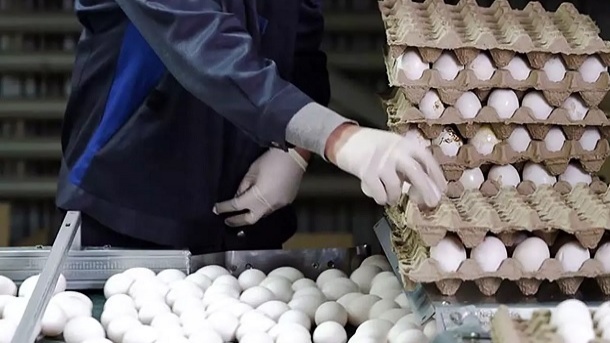 قیمت جدید تخم مرغ بسته بندی اعلام شد