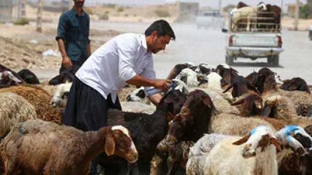 قیمت جدید دام زنده اعلام شد