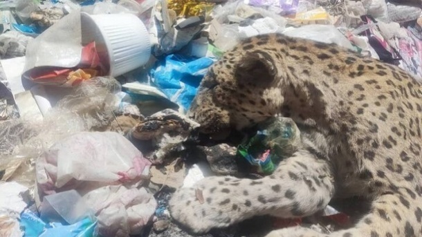 کشف پلنگ مرده در زبالههای دنا