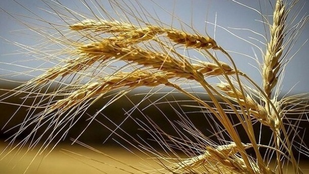 خودکفایی در گندم و وابستگی شدید به روغن