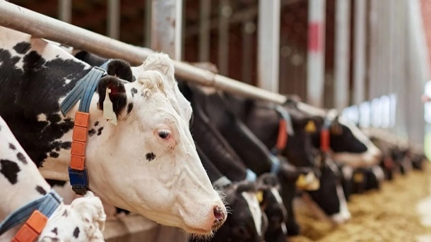 قیمت جدید دام زنده در کشور 1402/05/29