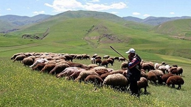 پرداخت دیه از بیت المال به خانواده چوپان