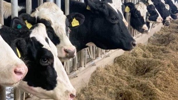 قیمت جدید دام زنده در کشور 1402/06/01