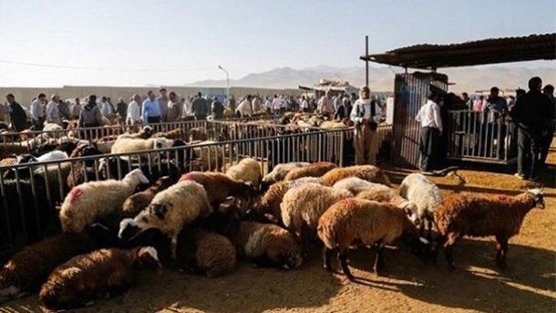 اعلام قیمت جدید دام زنده در کشور 1402/06/05