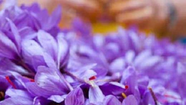 عوارض صادرات زعفران حذف شد