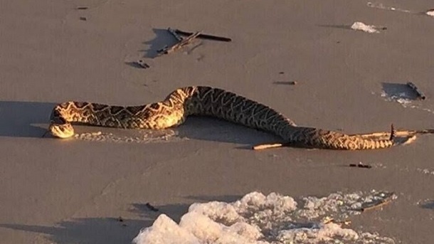 هجوم مارهای سمی به سواحل بابلسر صحت دارد؟