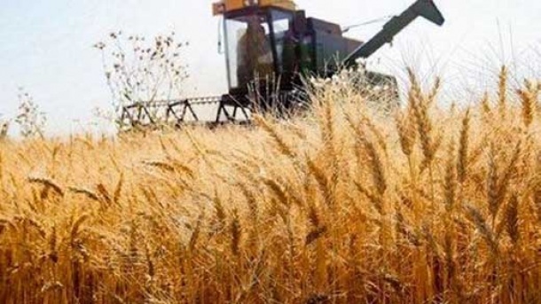 قیمت خرید تضمینی گندم برای سال آینده چقدر پیش بینی می شود؟