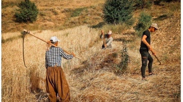 خرید نسیه گندم با وعده نقد