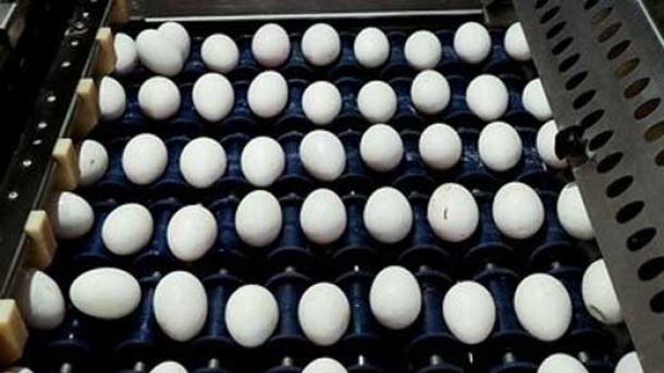 قیمت جدید تخم مرغ هفته آینده اعلام می شود