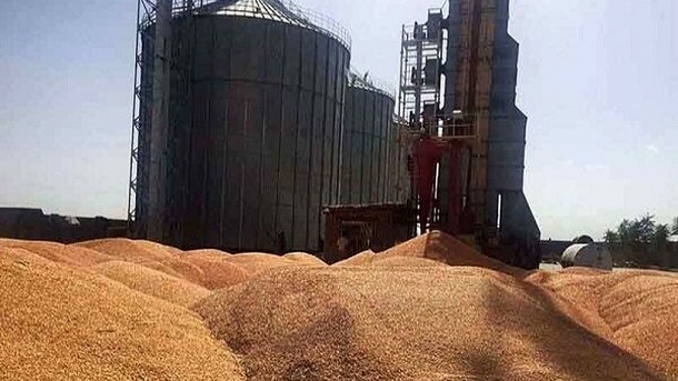 آلودگی 6 هزار تن ذرت سیلوی همدان به کپک و قارچ