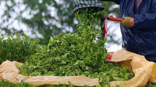 واردکنندگان چای ، شناسه کالا دریافت کنند