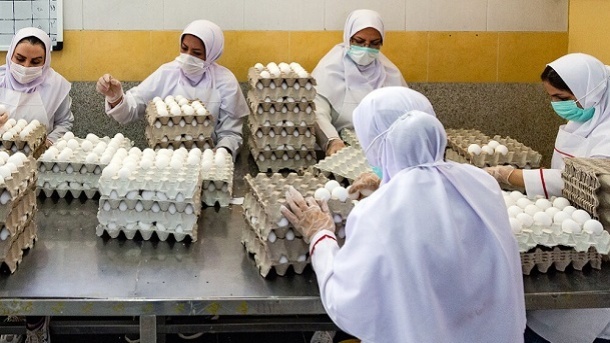 قیمت روز تخم مرغ اعلام شد 1402/06/30