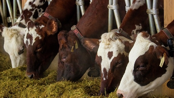 قیمت جدید دام زنده در کشور 1402/07/08