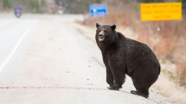 خرس گریزلی یک زوج کانادایی و سگ‌شان را در کانادا کشت