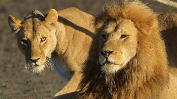 دانشمندان: صدای انسان برای حیوانات وحشی از غرش شیر هم ترسناک‌تر است