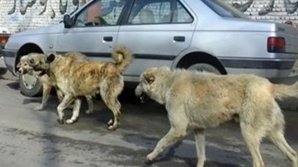 حمله سـگ هـای ولگـرد به مـادر و کودک