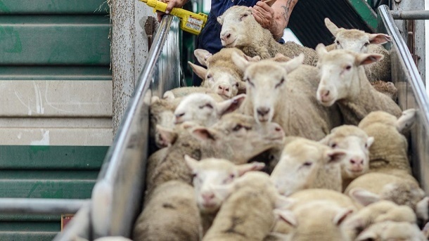 قیمت جدید دام زنده در کشور 1402/07/16