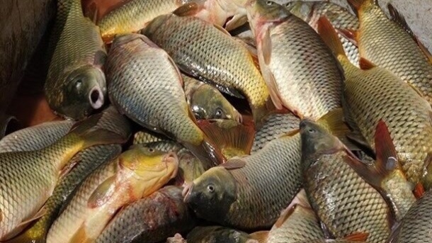 قیمت جدید انواع ماهی منتشر شد 1402/07/16