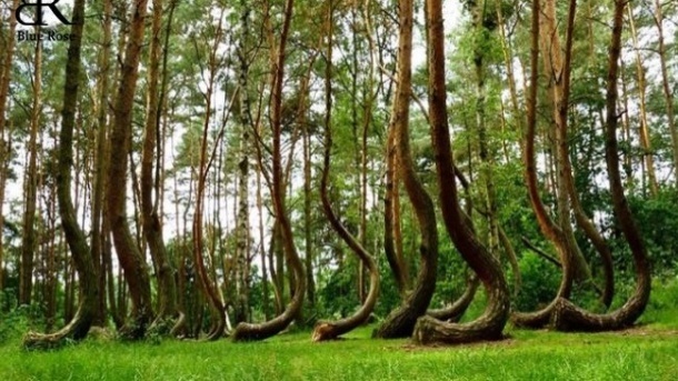 3 نظریه جدی درباره شکل‌گیری جنگل عجیب گریفینو