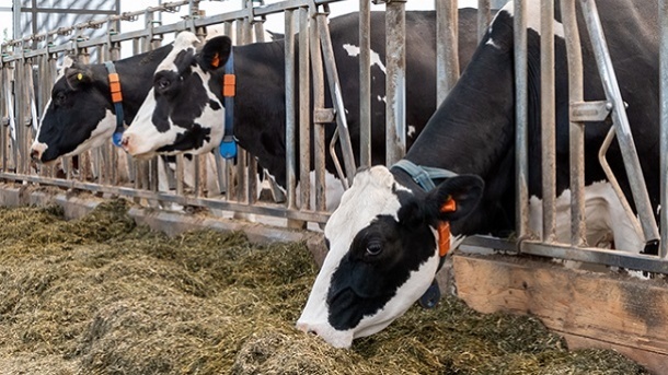 لیست قیمت جدید دام زنده در کشور 1402/07/30