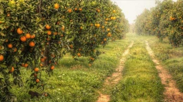باغات کشور شناسنامه دار می شوند