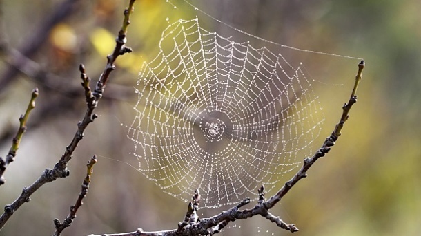 چرا عنکبوت‌ها در تارهای خودشان گرفتار نمی‌شوند؟