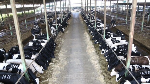 قیمت دام زنده در سراسر کشور 1402/08/06