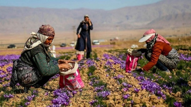 طالبان، زعفران ایرانی را به نام خود کرد