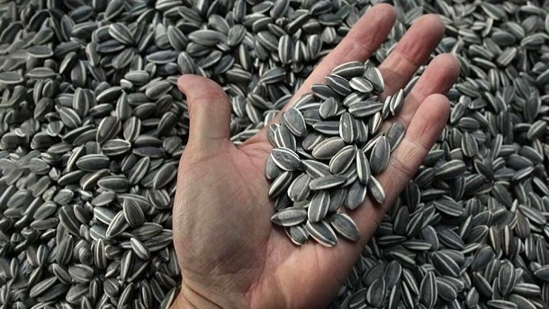 اختلافنظر وزارت بهداشت و پلیس سر خوردن تخمه شور