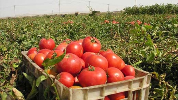 چرا گوجه گران شد؟