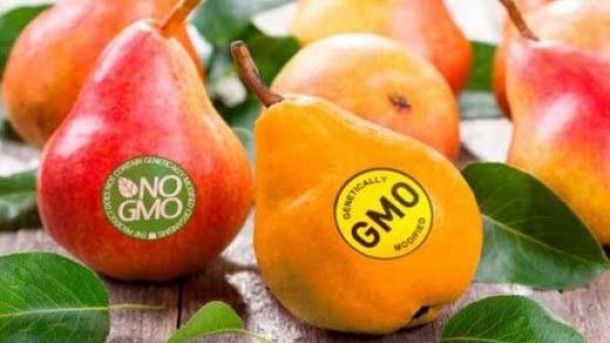 کشت محصولات تراریخته کلا ممنوع شد