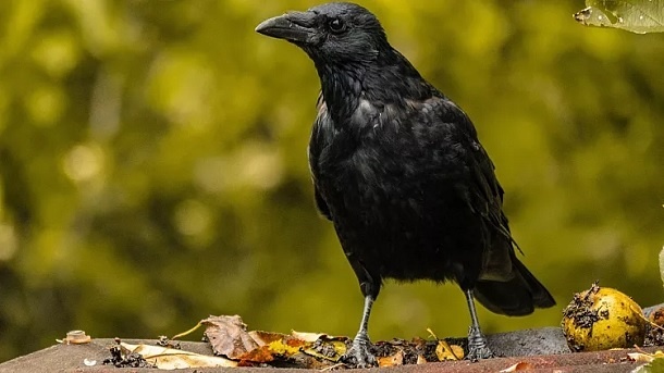 چرا کلاغها اینقدر باهوش هستند؟