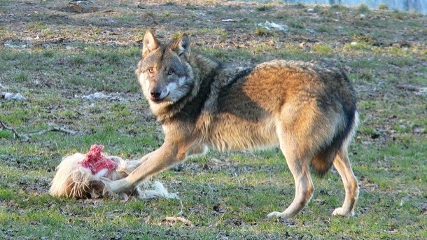 گرگ ۴۲ راس گوسفند را در خراسان شمالی درید