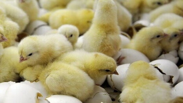 ۱۳۰ میلیون قطعه جوجه‌ریزی در هر دوره