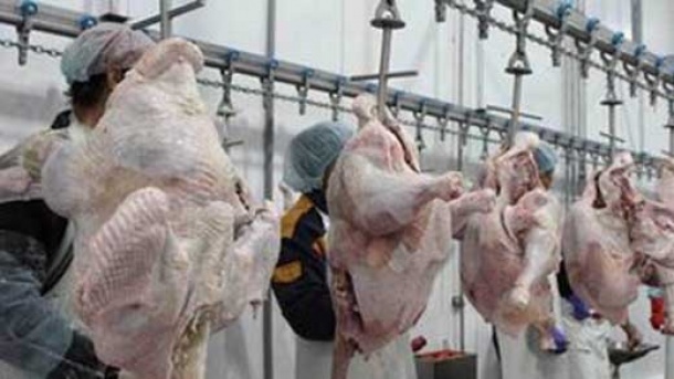 گوشت بوقلمون در بازار چند؟