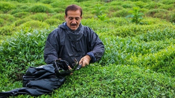 تولید استثنایی چای در سال 1402