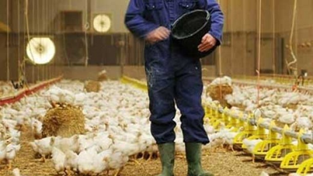 مرغداران خواستار افزایش قیمت مرغ شدند!